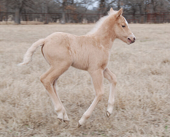 CD Diamond x SJR Smooth Gina - 2019 Filly